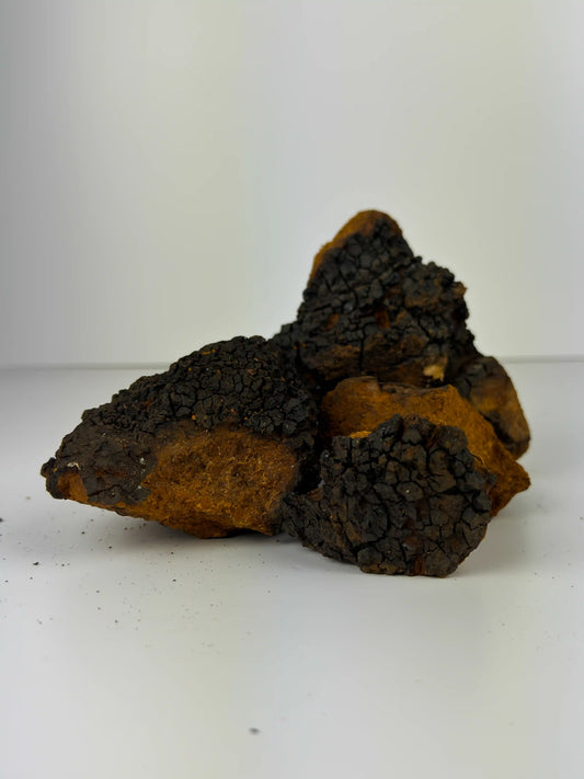 Chaga Mushroom