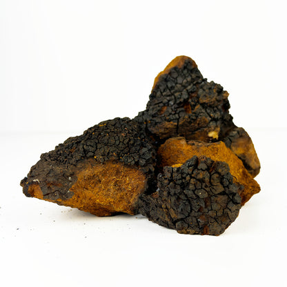 Chaga Mushroom