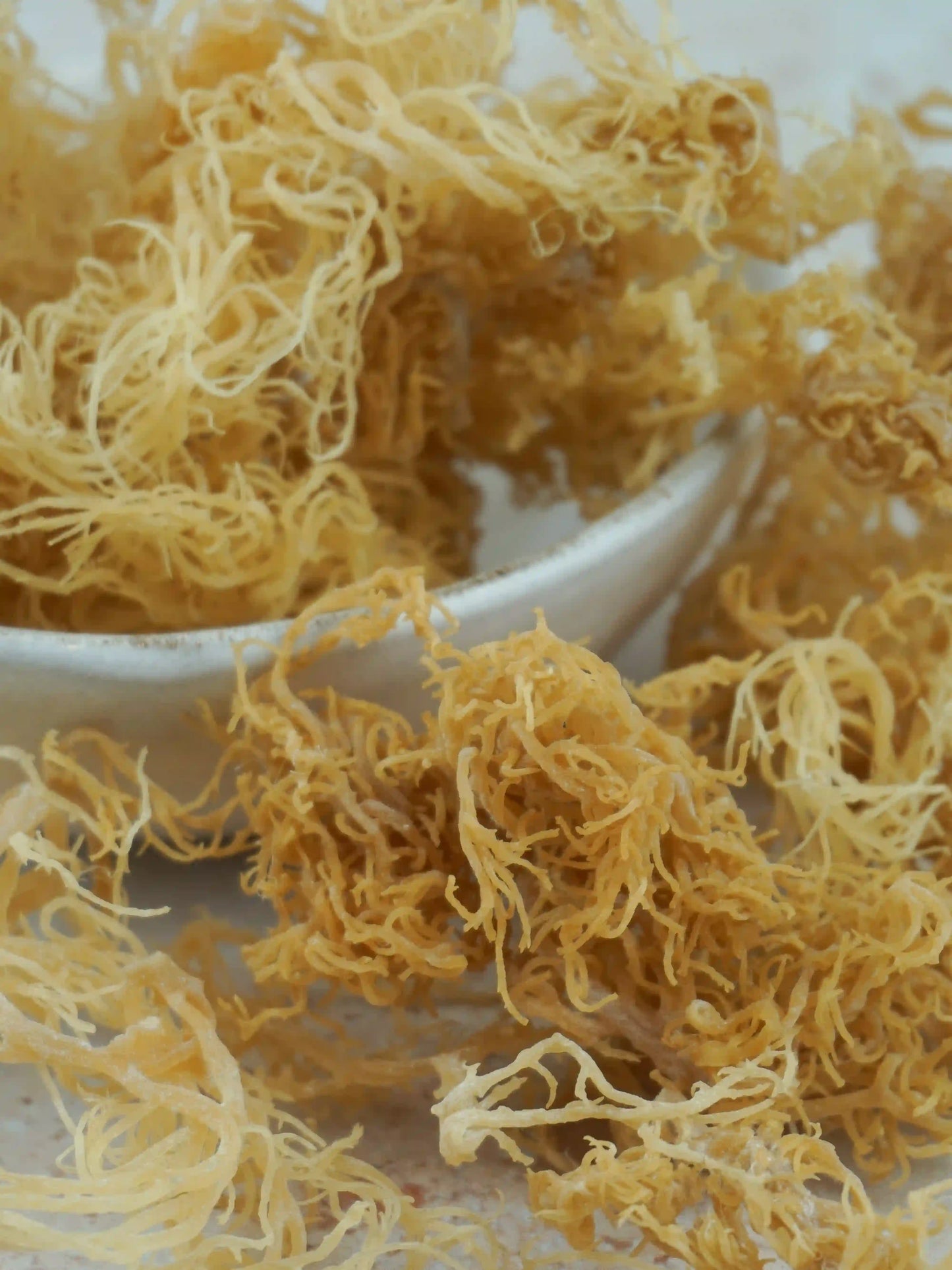 Gold Sea Moss Dried | Organic & Harvested In St Lucia