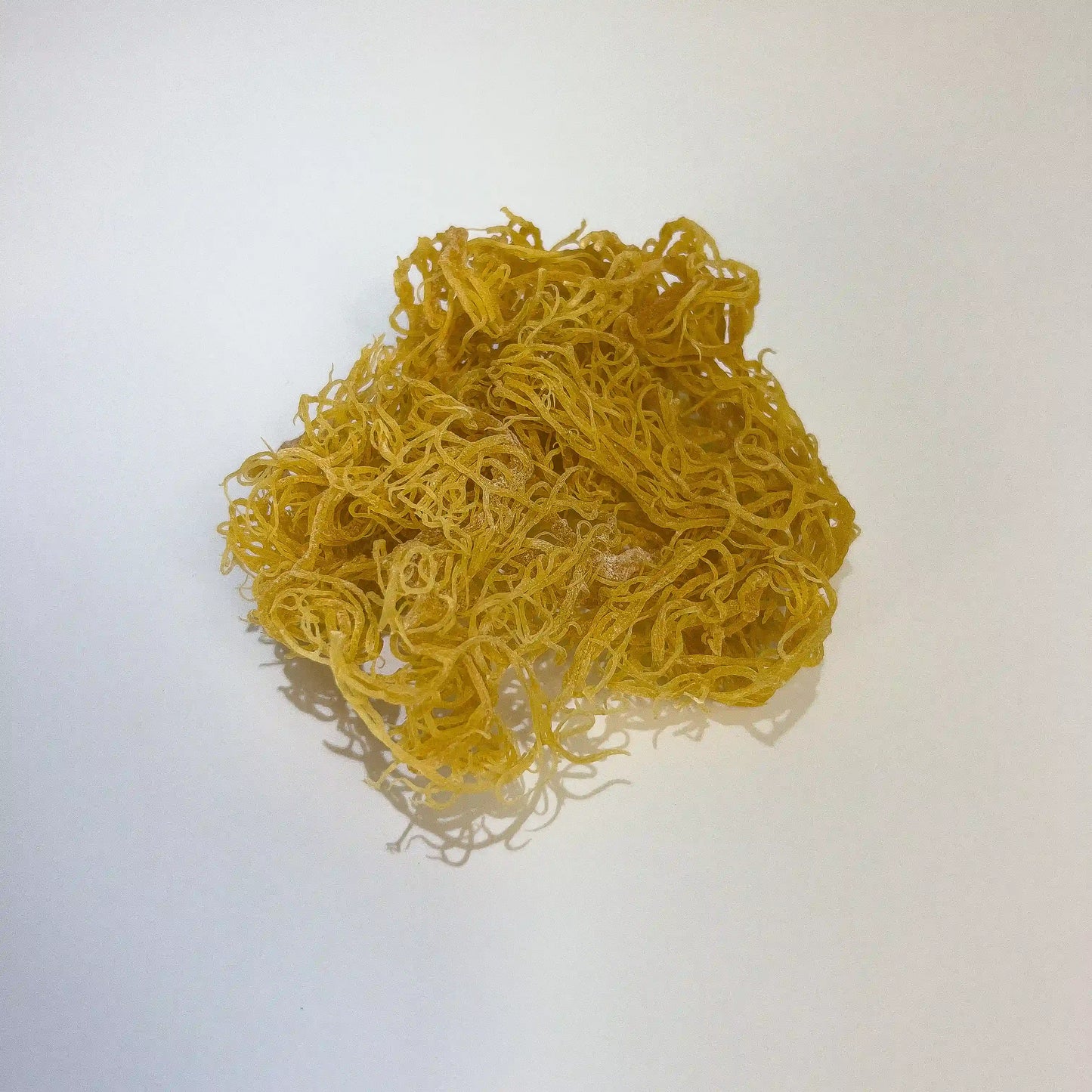 Gold Sea Moss Dried | Organic & Harvested In St Lucia