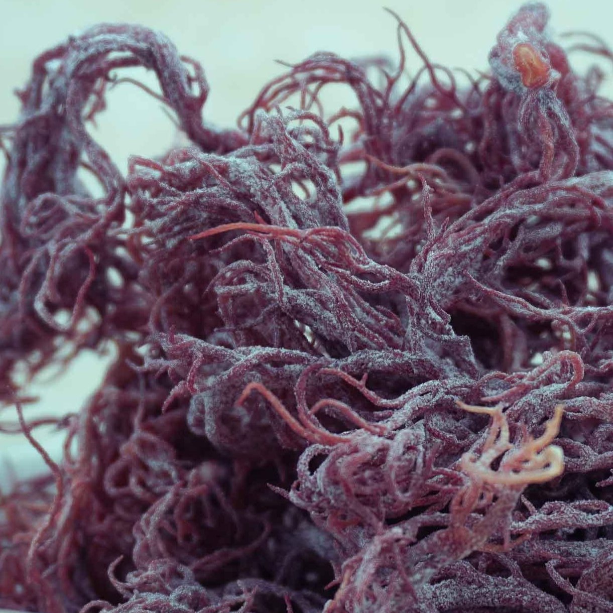 Natural Purple Caribbean Sea Moss Dried